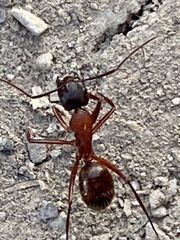 Camponotus vicinus