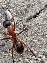 Camponotus vicinus