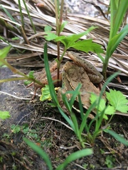Lithobates sylvaticus image