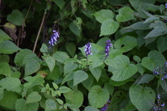 Salvia glabra