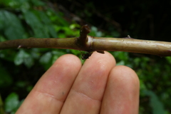 Brachycera