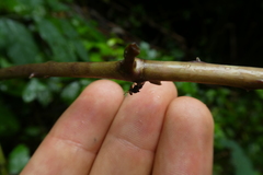 Brachycera
