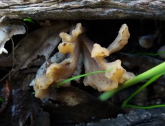 Clavulina vinaceocervina
