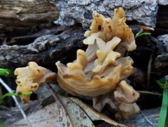Clavulina vinaceocervina