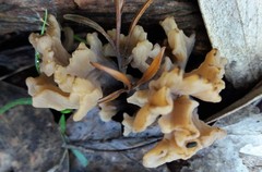 Clavulina vinaceocervina