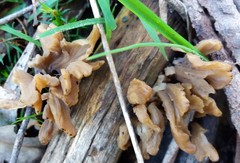 Clavulina vinaceocervina