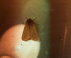 Phragmatobia fuliginosa