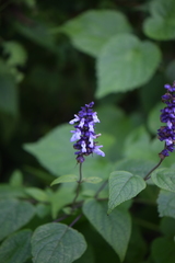 Salvia glabra