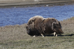 Ovibos moschatus