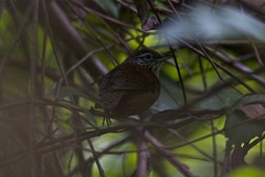 Cantorchilus leucotis