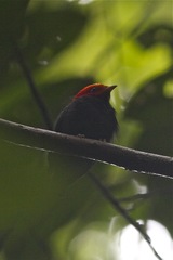 Ceratopipra rubrocapilla