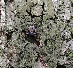 Coriarachne depressa