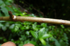 Brachycera
