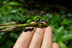 Polyrhachis
