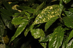 Aucuba japonica