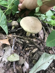 Caloboletus inedulis