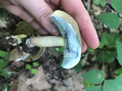 Caloboletus inedulis