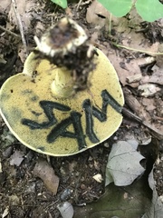 Caloboletus inedulis