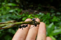 Polyrhachis