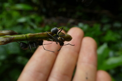 Polyrhachis