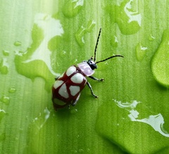 Omophoita magniguttis