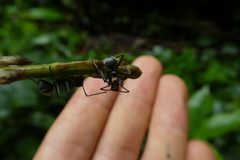 Polyrhachis