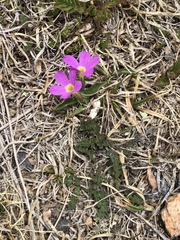 Primula angustifolia