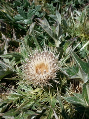 Cirsium quercetorum