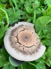 Panaeolus