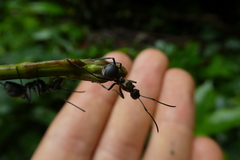 Polyrhachis