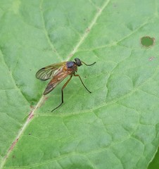 Rhagio immaculatus