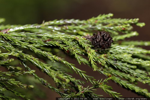giant sequoia