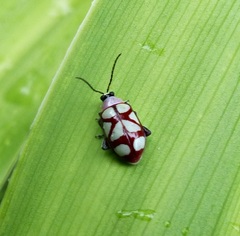 Omophoita magniguttis