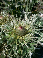 Cirsium quercetorum