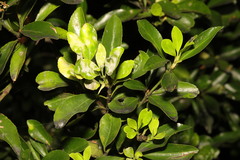 Erysiphe euonymicola