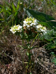 Triphysaria floribunda