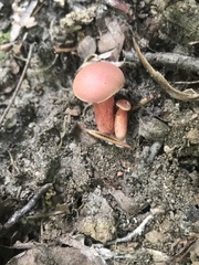 Boletus carminiporus