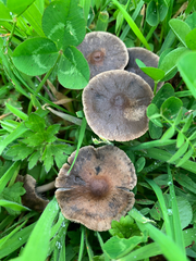 Panaeolus