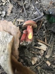Boletus carminiporus