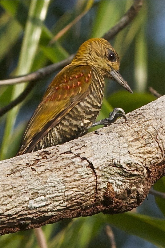 Carpintero Teñido, Veniliornis affinis