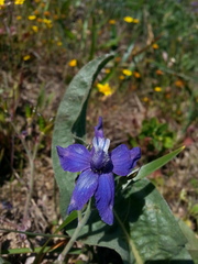 Delphinium decorum decorum