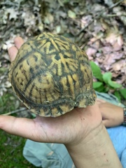 Terrapene carolina carolina