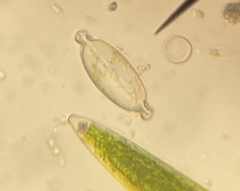 Caloneis amphisbaena