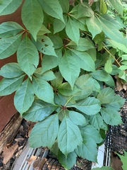 Parthenocissus quinquefolia