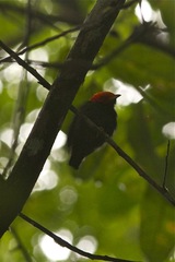 Ceratopipra rubrocapilla