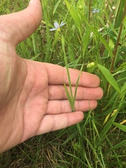 Sisyrinchium montanum