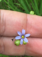 Sisyrinchium montanum
