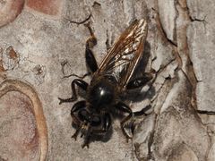 Laphria flava
