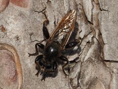 Laphria flava