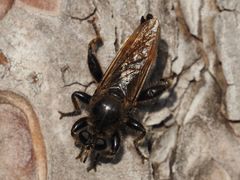 Laphria flava